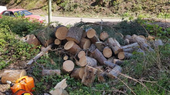 6-24brennholz.jpg